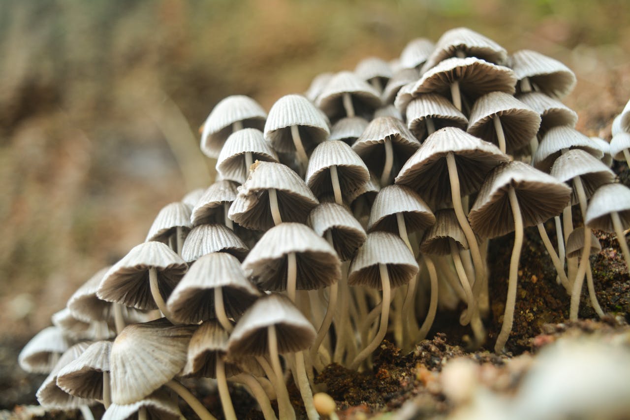 Close-up of a group of delicate wild mushrooms growing in outdoor forest soil.